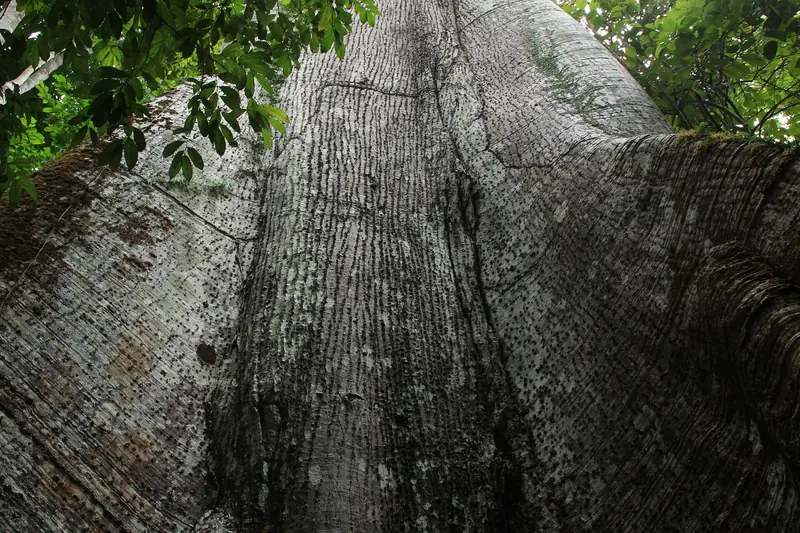 Tronco largo e acinzentado de uma sumaúma visto de baixo, com raízes em forma de parede e folhas verdes no alto