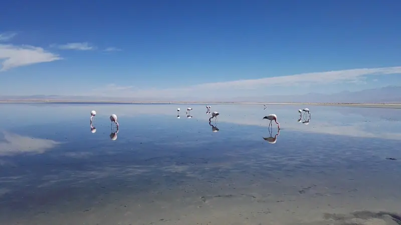 Flamingos se alimentando na água rasa da Laguna Chaxa, com o reflexo do céu azul no espelho d'água