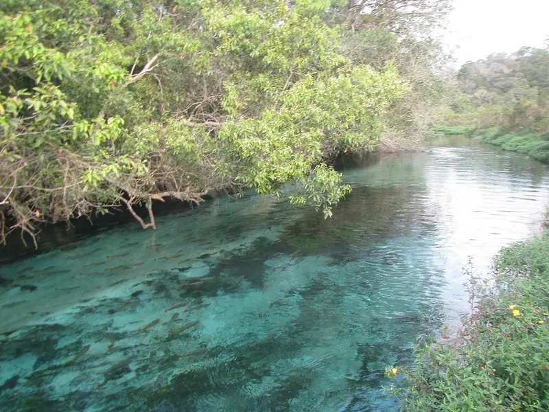 Rio de água transparente com cardume visível no fundo e árvores debruçadas sobre a margem