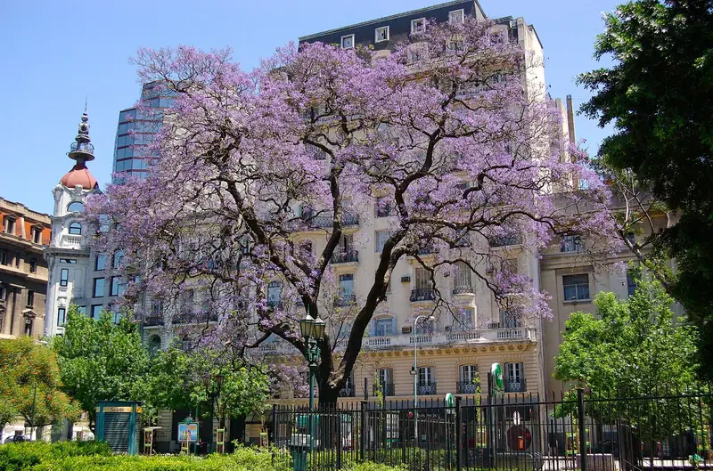Jacarandá florido, com a copa toda lilás, na rua Talcahuano, na região dos tribunais de Buenos Aires, diante de um prédio antigo com sacadas de ferro