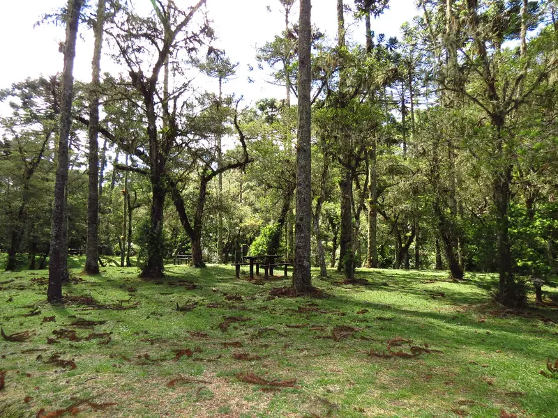 Gramado com mesa de piquenique sob araucárias altas no Horto Florestal