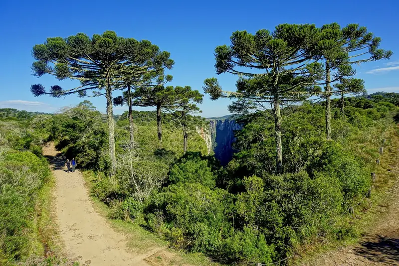 Trilha entre araucárias e campo na borda do Itaimbezinho, com o paredão ao fundo