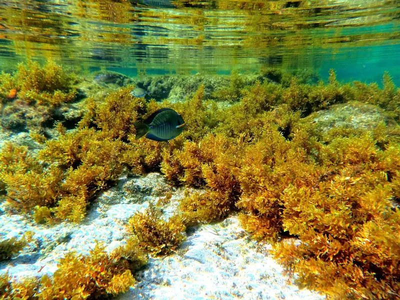 Algas douradas e um peixe escuro no fundo raso e claro da piscina natural da Atalaia, vistos debaixo d'água