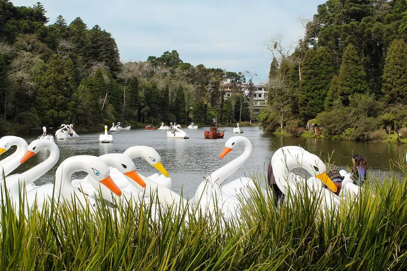 Pedalinhos em forma de cisne no Lago Negro, em Gramado, cercado de pinheiros e araucárias