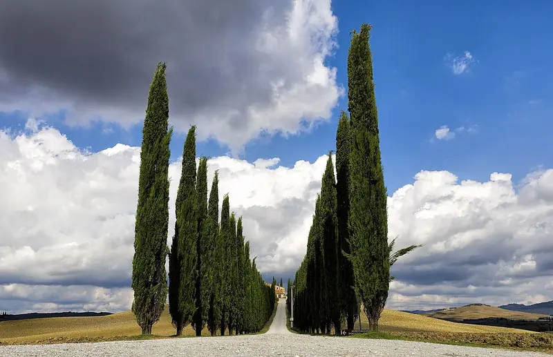 Alameda de ciprestes até uma casa de fazenda, entre campos arados e nuvens grandes na Val d'Orcia