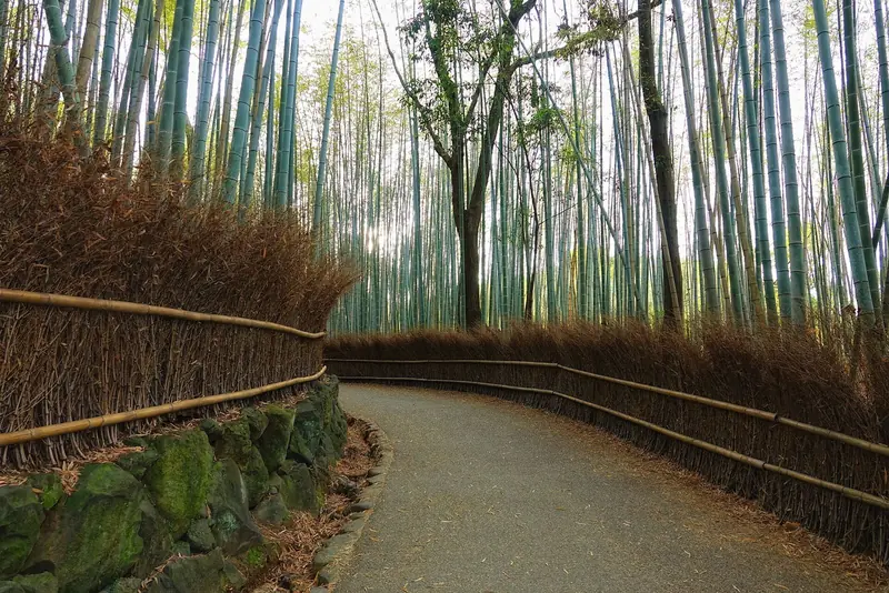 Caminho pavimentado e curvo entre cercas de galhos secos e hastes altas de bambu, no bambuzal de Arashiyama