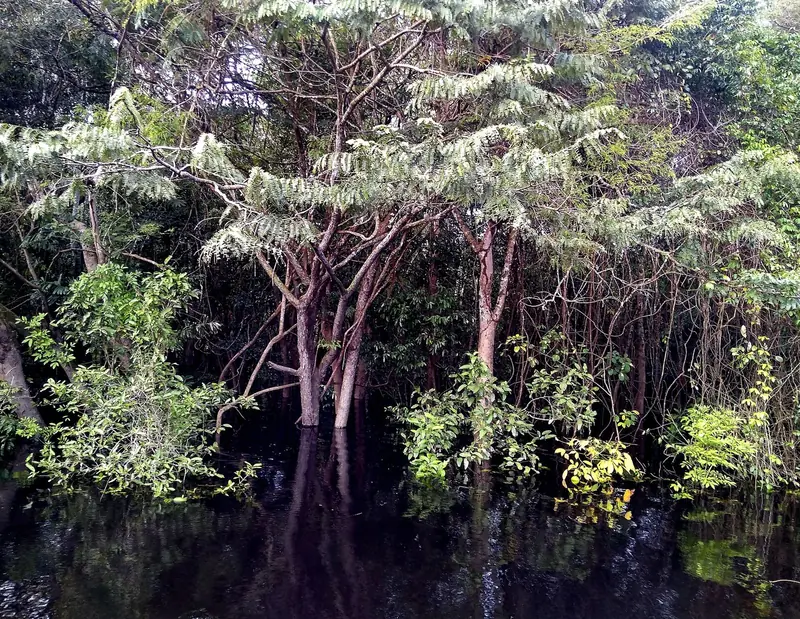 Margem do Rio Negro em Anavilhanas com árvores do igapó dentro d'água escura