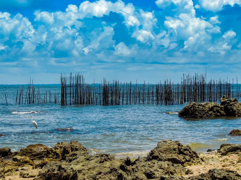 Pedras escuras em primeiro plano, mar azul e uma longa fileira de estacas de madeira de um curral de pesca, com uma garça na água