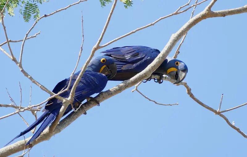 Duas araras-azuis-grandes pousadas num galho seco contra o céu azul