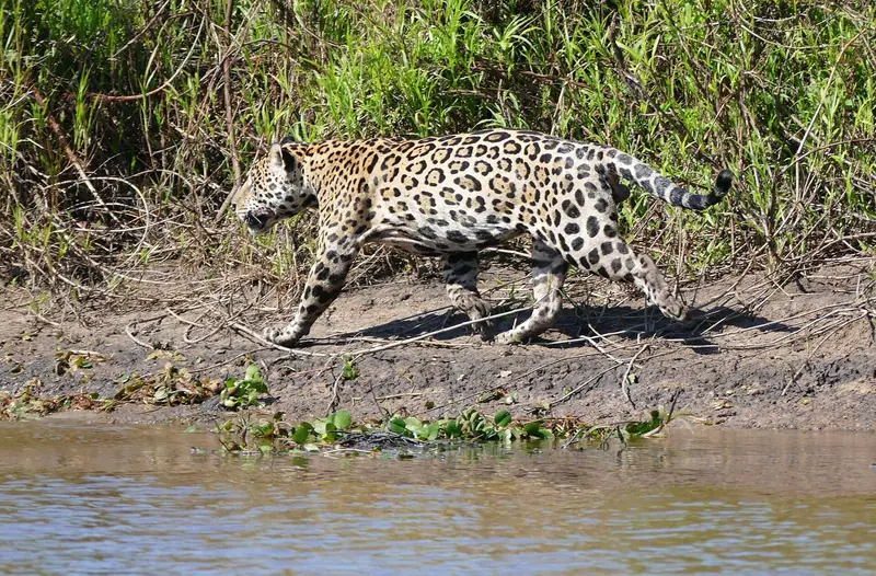 Onça-pintada macho caminhando na margem de terra do Rio Cuiabá, perto de Porto Jofre
