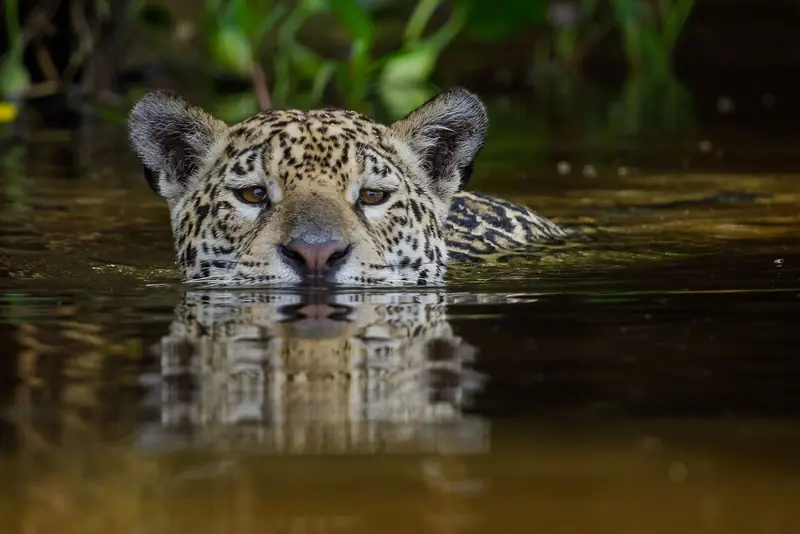 Onça-pintada nadando de frente para a câmera, só com a cabeça fora da água escura