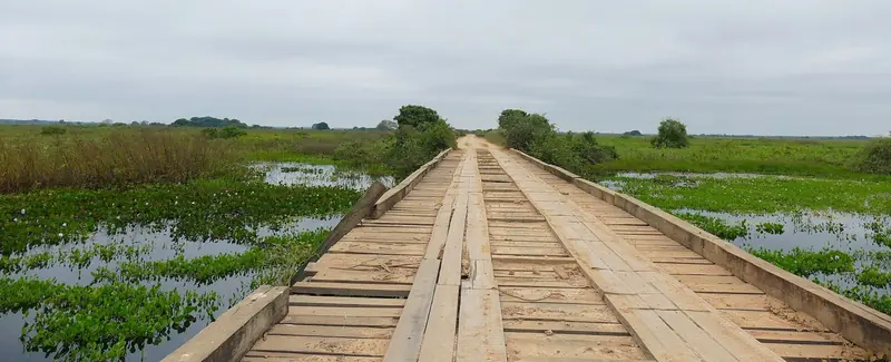 Ponte de madeira longa na Transpantaneira, cercada de alagado com aguapés