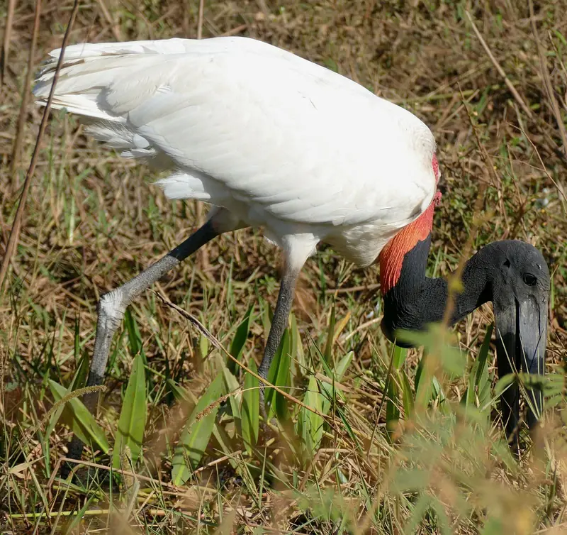 Tuiuiú procurando comida no capim alto à beira da Transpantaneira