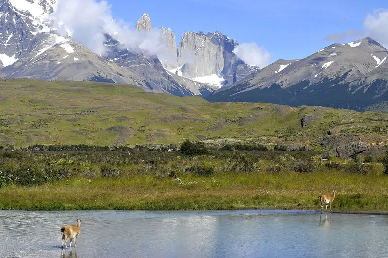 Dois guanacos atravessando um rio raso, com campos verdes e as Torres del Paine de granito ao fundo