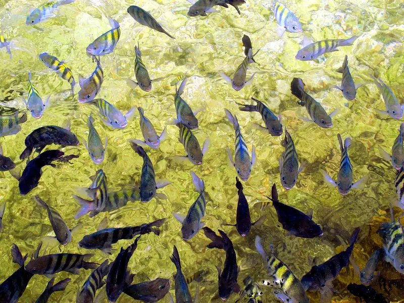Cardume de peixes listrados de amarelo e preto nadando em água rasa e clara sobre o fundo de recife