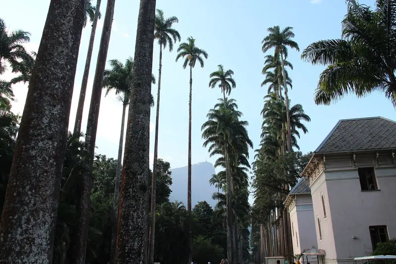 Aleia de palmeiras imperiais no Jardim Botânico, com o Corcovado ao fundo