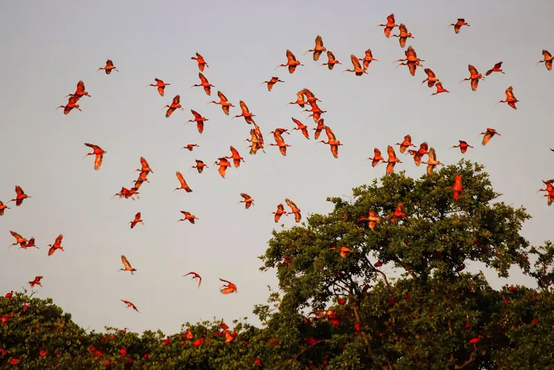 Bando de guarás vermelhos chegando a uma árvore do mangue no fim da tarde, no Delta do Parnaíba