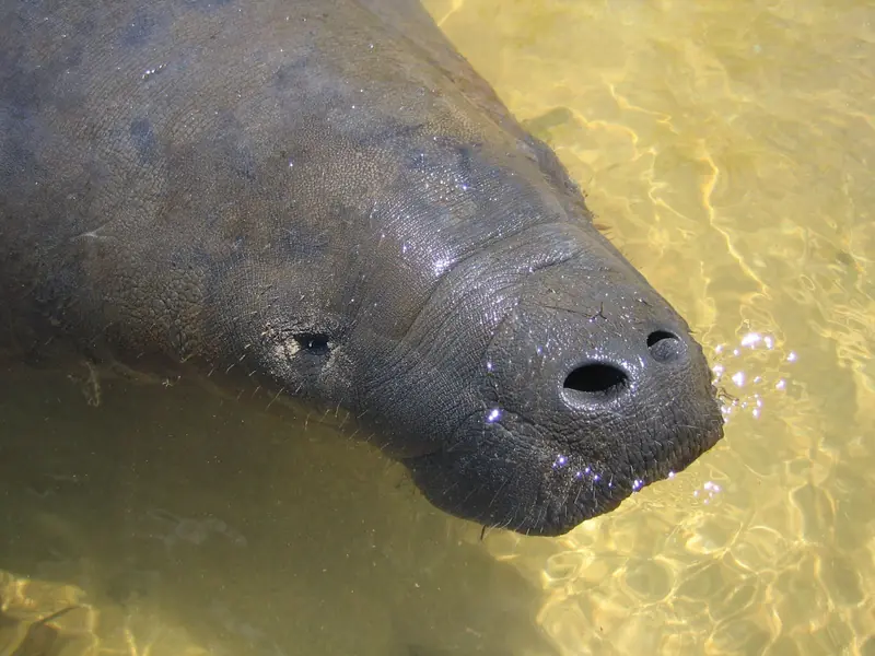 Focinho de um peixe-boi aflorando na água rasa e amarelada do rio