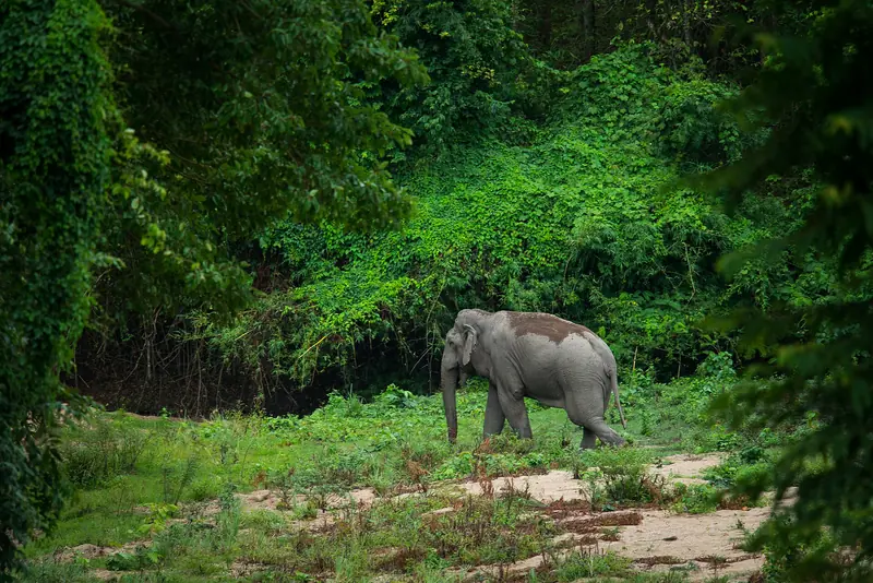 Elefante-asiático caminhando numa clareira de capim, cercado de mata fechada